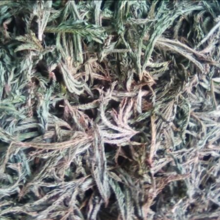DAUN PUTRI MALU KERING 500GR