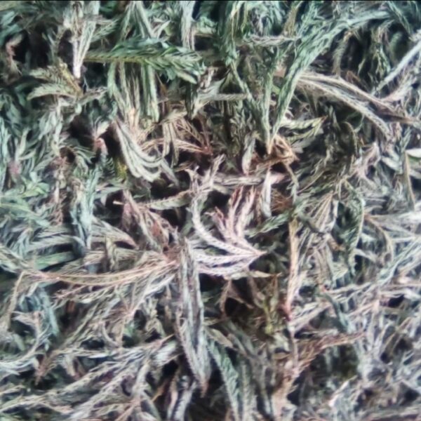 DAUN PUTRI MALU KERING 500GR